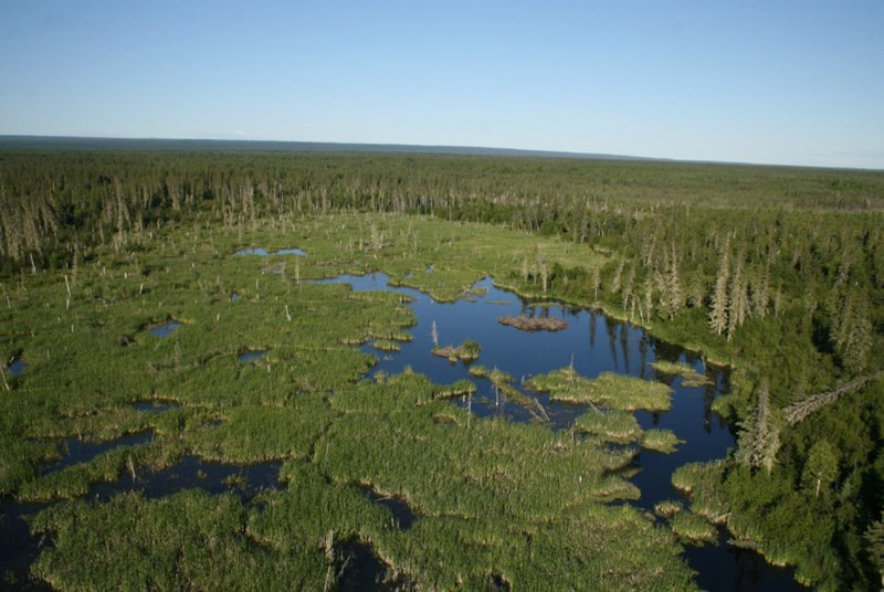 Illustration for article titled World’s Biggest Beaver Dam Discovered In Canada